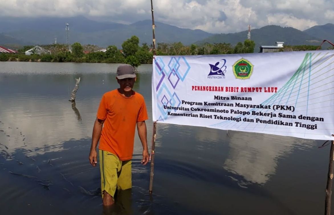 Mahasiswa Pertanian UNCP Bantu Petani Rumput Laut