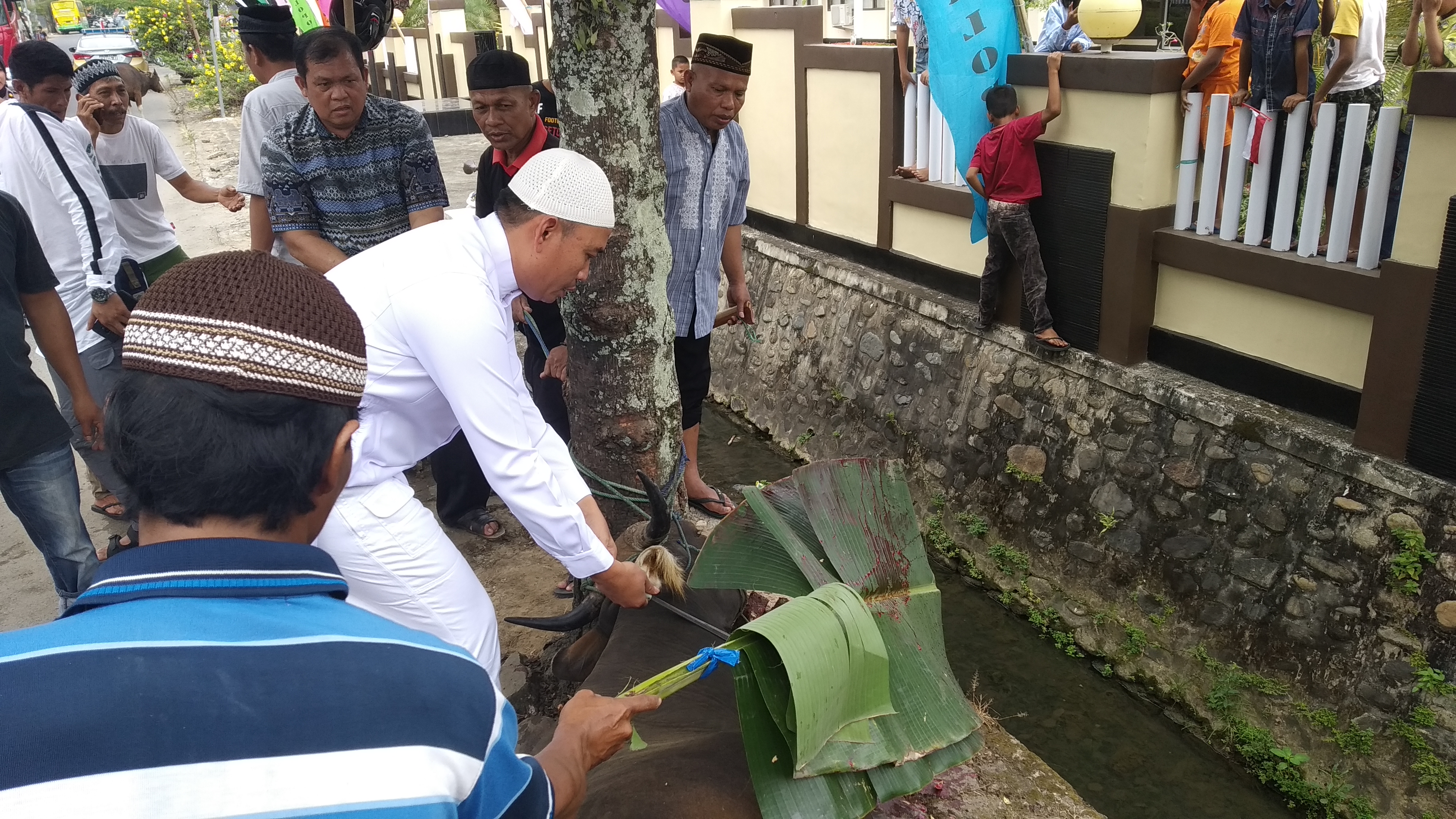 Sebar 1.500 Kupon, Polres Palopo Kurban 18 Sapi dan 7 Kambing