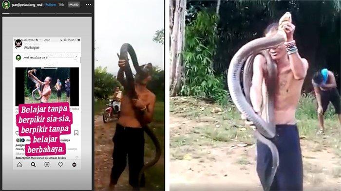 Tertawa Dipatuk King Kobra, Pawang Ular Ini Tewas, Ini Videonya