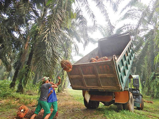 Terkait Kasus Dugaan Korupsi Dana PSR Luwu Timur, ACC Sebut Ada Upaya Kriminalisasi Petani