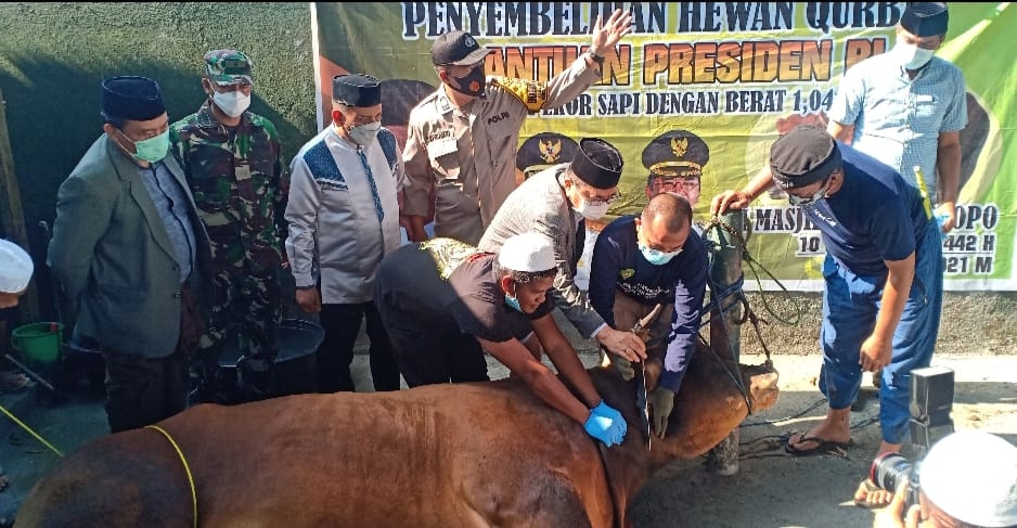 Sembelih Hewan Kurban Presiden, Walikota Palopo Doakan Jokowi