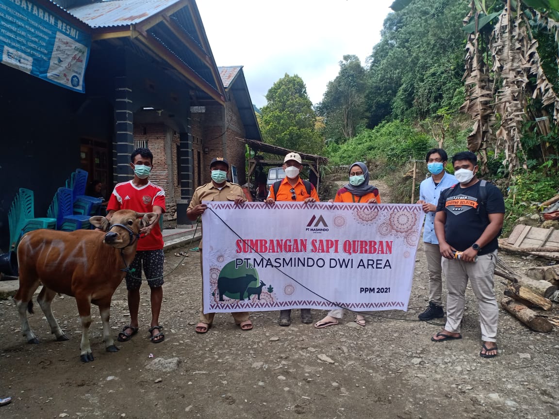 PT Masmindo Dwi Area Kurban Tujuh Sapi, Diserahkan ke Warga Lingkar Tambang