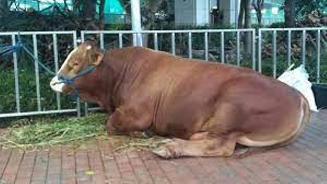 Sapi Kurban Jokowi Seberat 1 Ton Tiba di Palopo Jumat Besok, Harganya Rp73 Juta