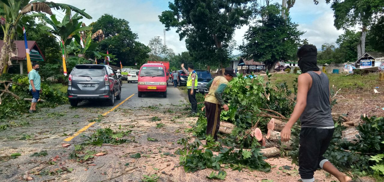 Intensitas Hujan di Luwu Tinggi, Kasat Lantas Ingatkan Warga Waspada Pohon Tumbang