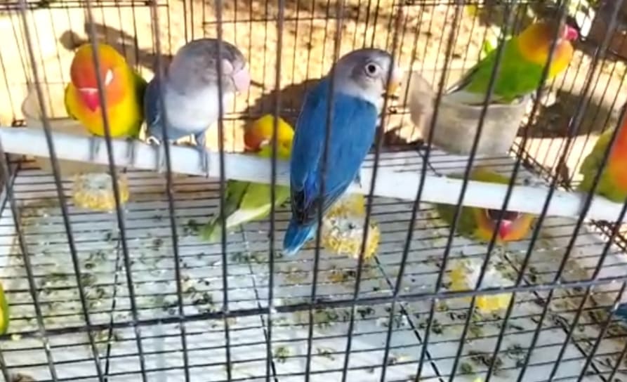 SERUYA-TV: Tak Sekedar Hobi, Pak Tappi Jual Burung Pinggir Jalan di Terminal Lama Malili, Nonton Videonya
