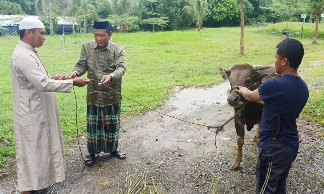 Iduladha, Perumda TM Palopo Kurban Enam Sapi
