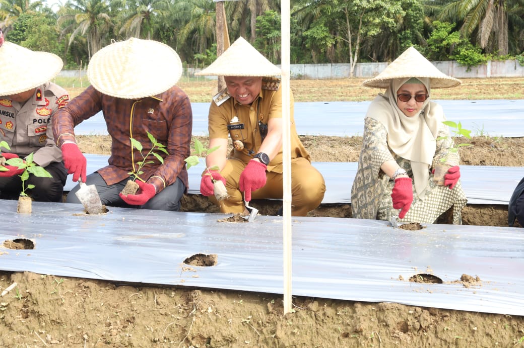 Bupati dan Istri Tanam Cabai di Mangkutana
