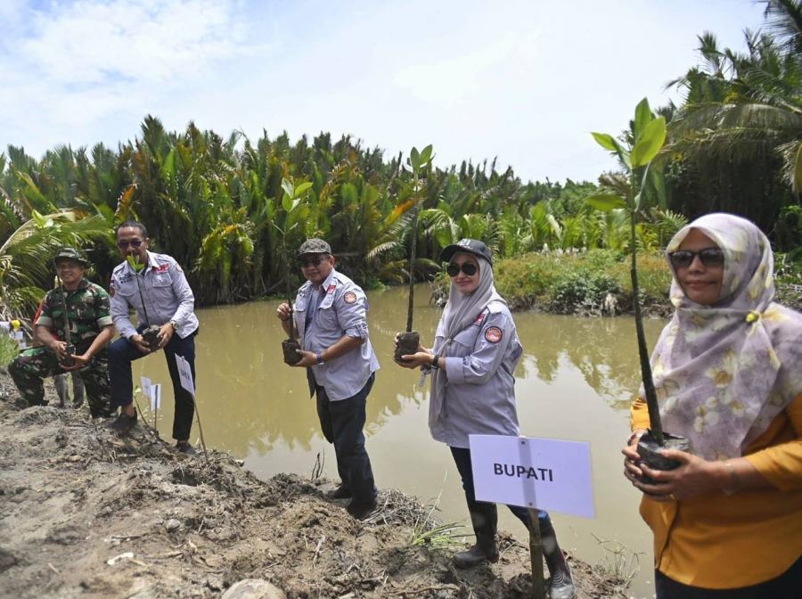5.000 Mangrove Ditanam di Pesisir Luwu Utara