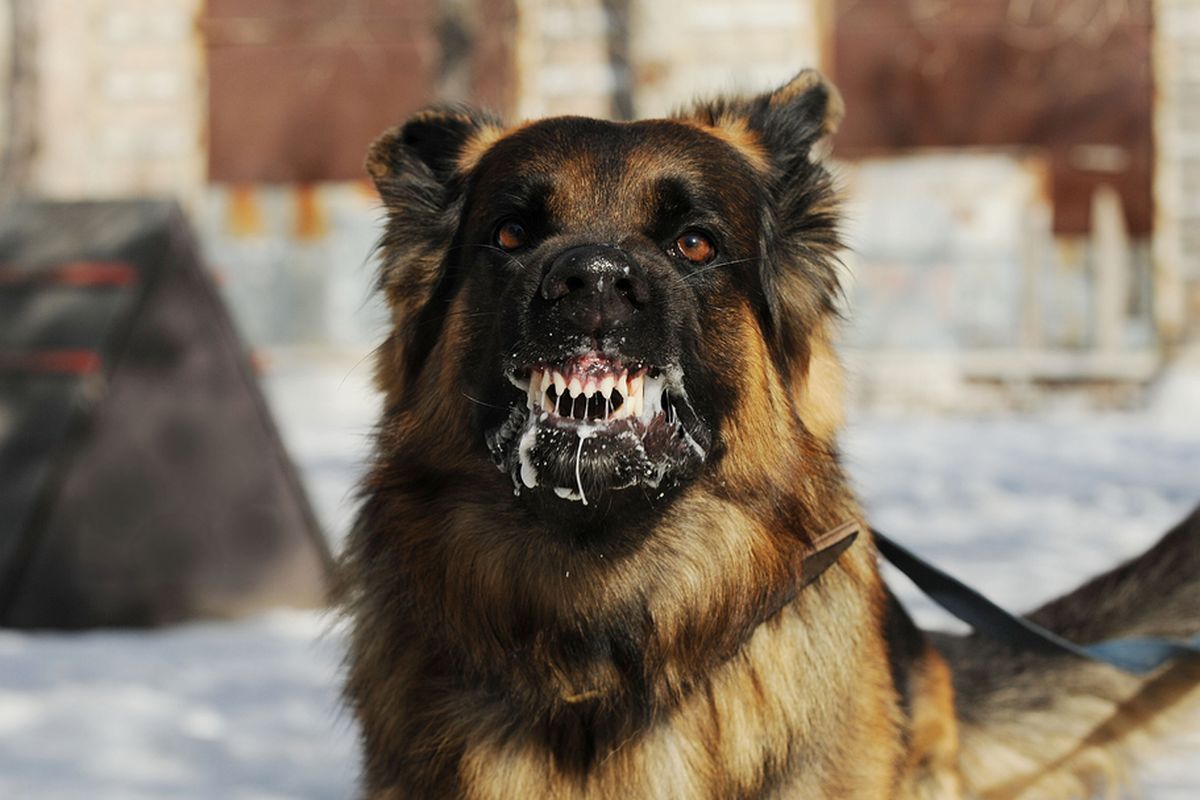 Warga Luwu Waspada, Anjing Gila Berkeliaran Cari Mangsa, Dua Warga Jadi Korban