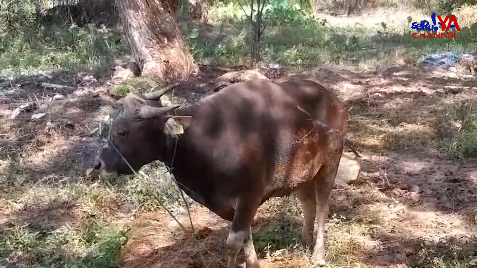 Harga Sapi Kurban di Palopo Mulai Rp14 Juta Hingga Rp30 Juta, Tonton Videonya di SINI
