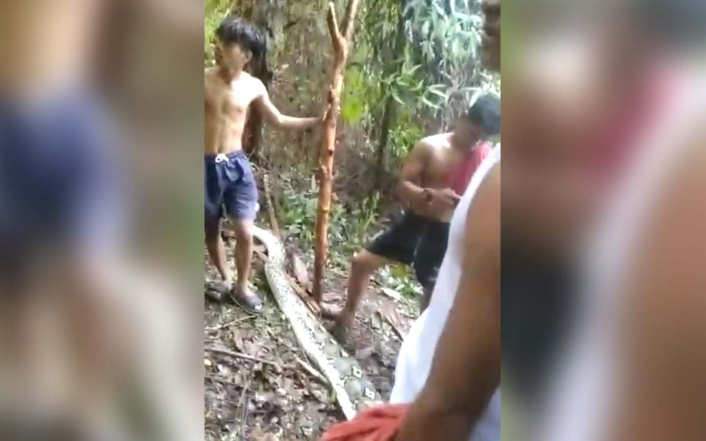 Dua Bulan Ini, Sudah Dua Ibu Rumah Tangga Tewas Ditelan Ular Piton di Sulsel, Terkini di Luwu