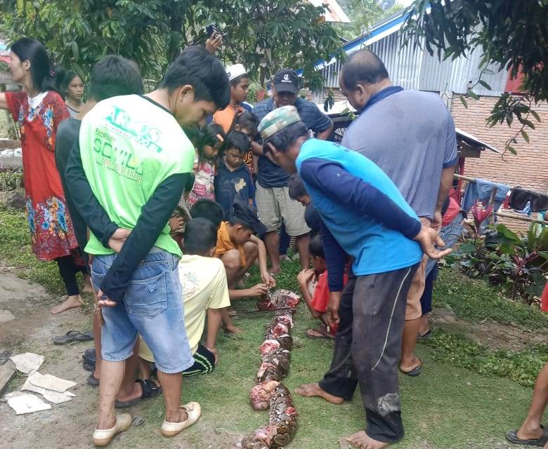 Tragis !! Dililit dan Sempat Ditelan Ular Piton 4 Meter, Warga Padanglambe Palopo Ditemukan Tewas di Kebun