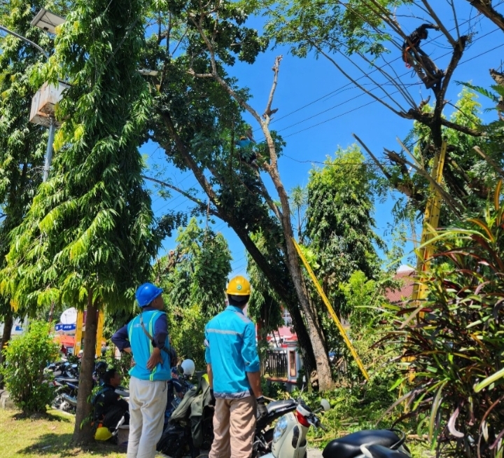 PLN ULP Tomoni Pangkas Pohon Amankan Jaringan Listrik