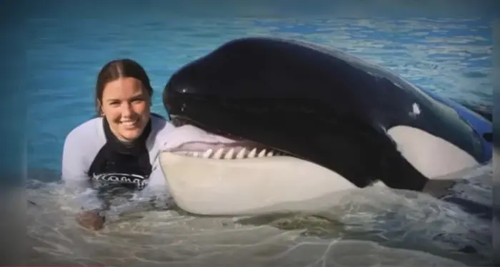 Jessica Radcliffe, Pelatih Paus yang Viral  Ditelan Orca… Ternyata