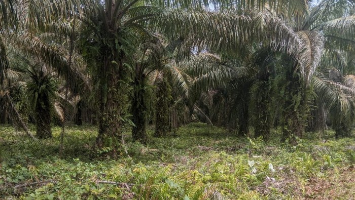 Pemprov Sulsel Jelaskan Status Lahan Lokasi Pembangunan Markas TNI di Lutra, Ini Data Faktanya