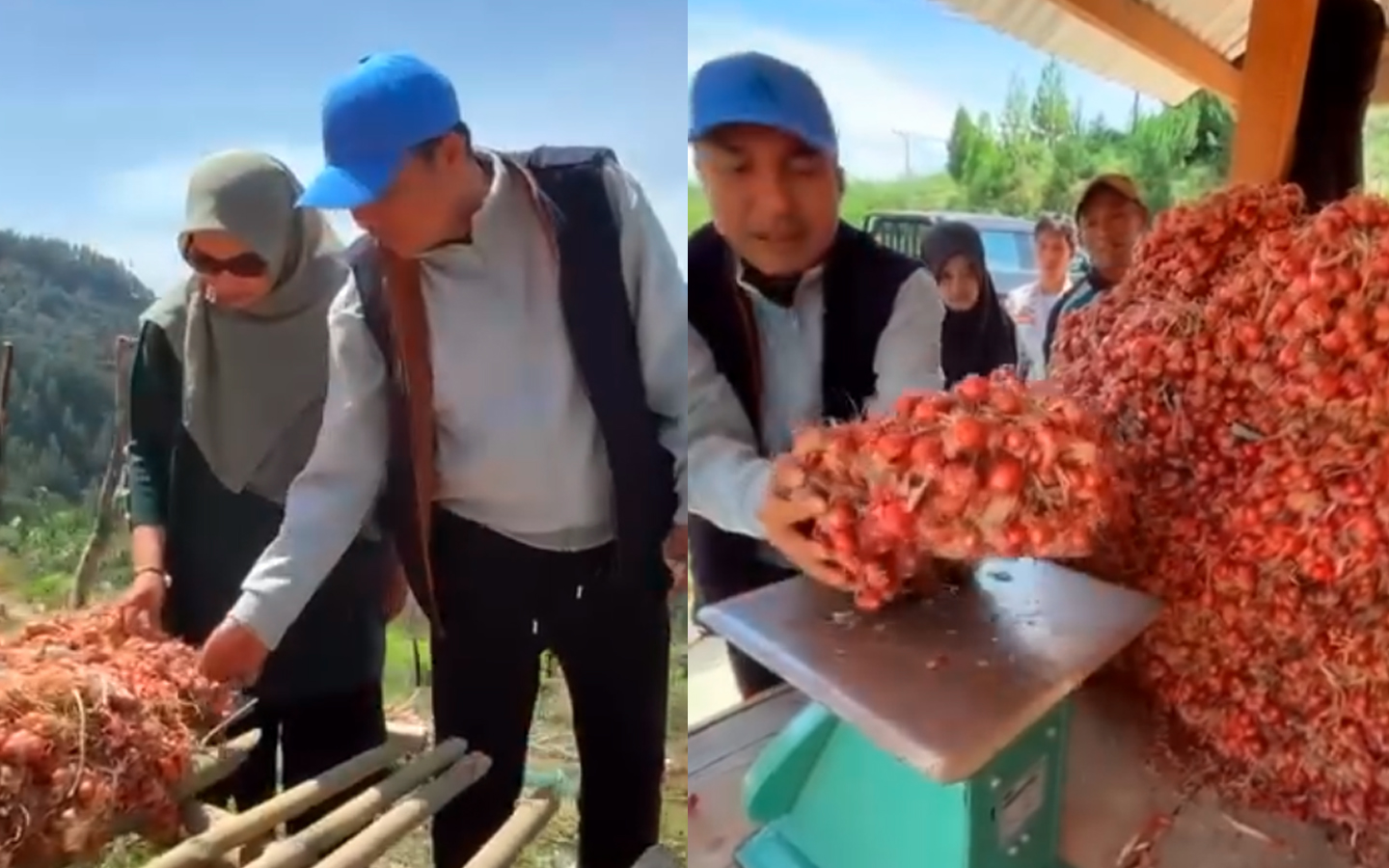 Panen Perdana, Bupati Andi Rahim Dorong Pengembangan Bawang Merah Di Rongkong
