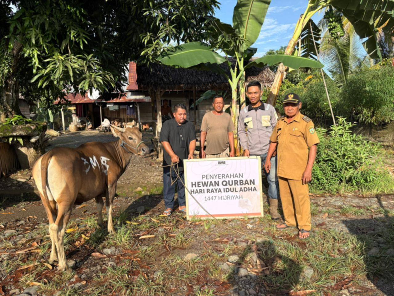 PT BMS Salurkan 14 Ekor Sapi Qurban di Luwu, Muh Aldin: Wujud Komitmen Sosial Berkelanjutan