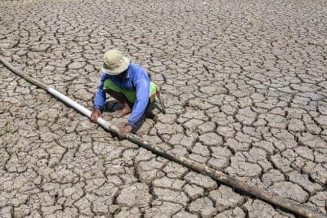 Panggang Sawah di Ajangale Bone