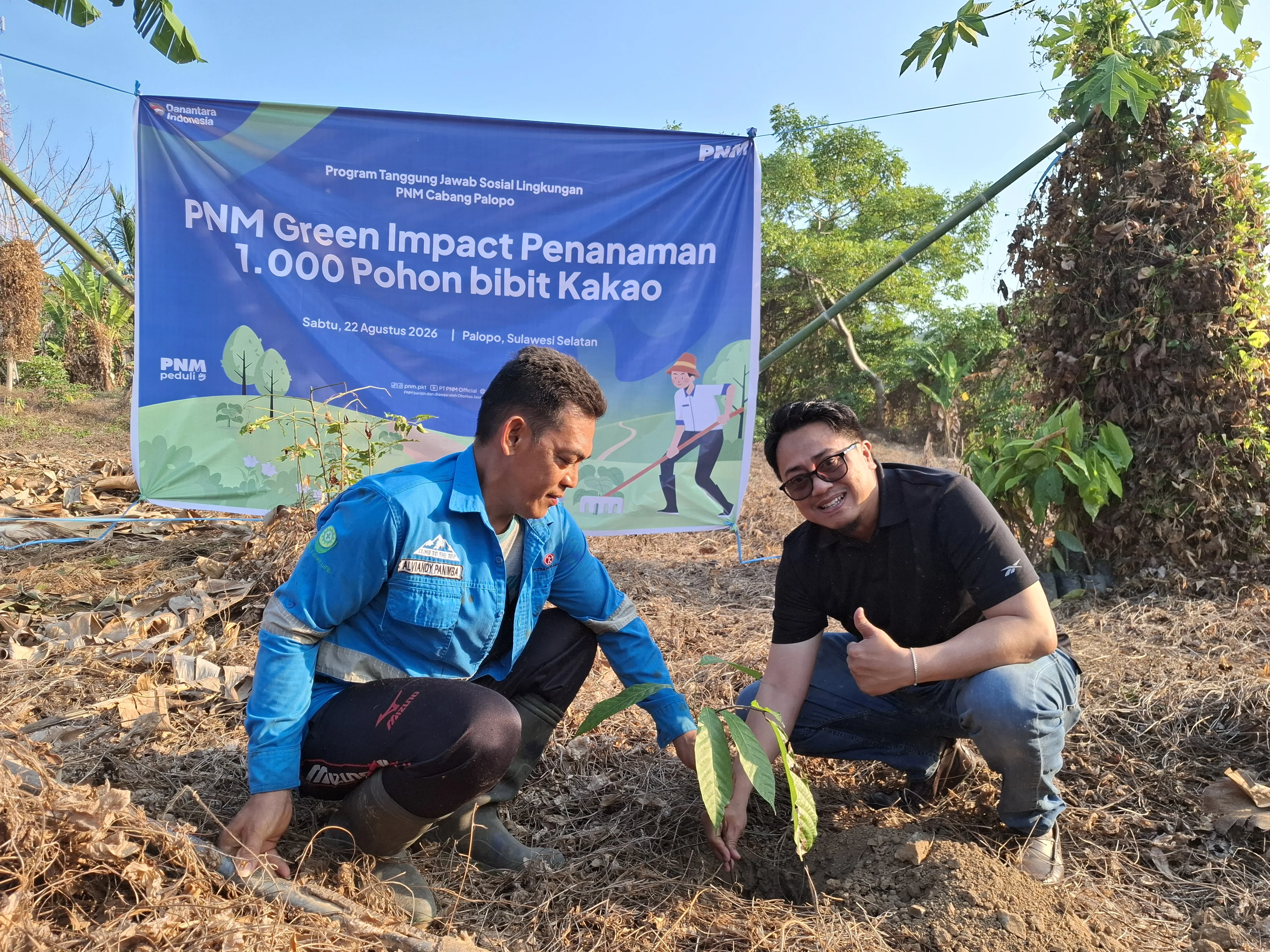 Tanam 1.000 Bibit Kakao di Sampoddo, PNM Palopo Padukan Penghijauan dan Pemberdayaan Ekonomi Warga